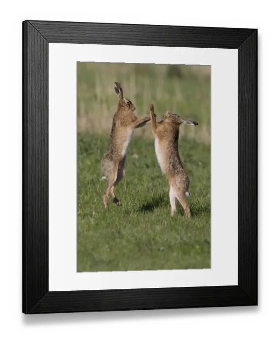Framed Print : European Hare (Lepus europaeus) adult pair, boxing, female fighting off male in grass field, Suffolk, England, May Framed Print : European Hare (Lepus europaeus) adult pair, boxing, female fighting off male in grass field, Suffolk, England, May