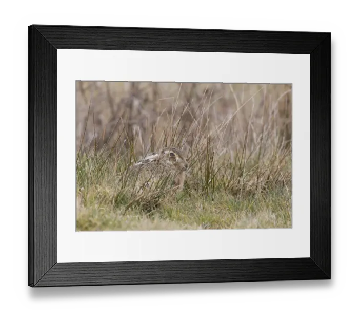Framed Print : European Hare (Lepus europaeus) adult, resting amongst rushes, Suffolk, England, March Framed Print : European Hare (Lepus europaeus) adult, resting amongst rushes, Suffolk, England, March