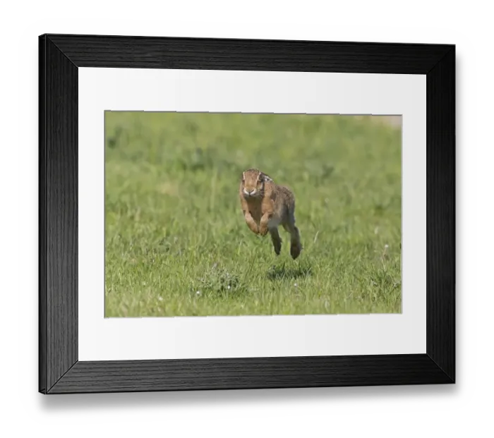 Framed Print : European Hare (Lepus europaeus) adult, running in grass field, Suffolk, England, May Framed Print : European Hare (Lepus europaeus) adult, running in grass field, Suffolk, England, May