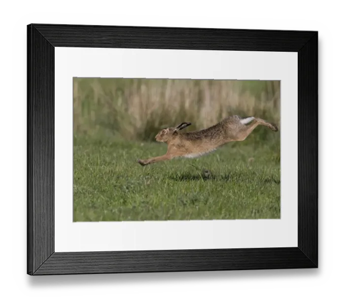 Framed Print : European Hare (Lepus europaeus) adult, running in grass field, Suffolk, England, May Framed Print : European Hare (Lepus europaeus) adult, running in grass field, Suffolk, England, May