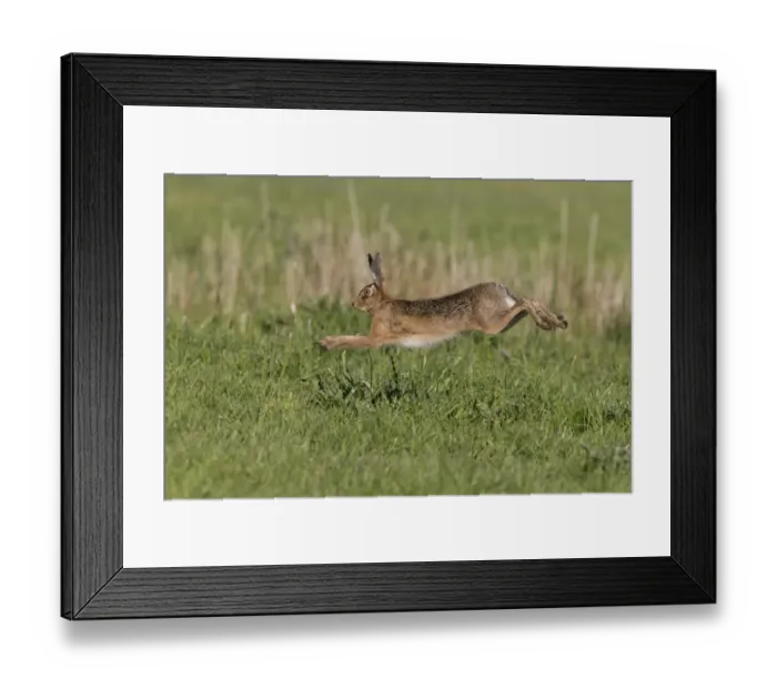 Framed Print : European Hare (Lepus europaeus) adult, running in grass field, Suffolk, England, May Framed Print : European Hare (Lepus europaeus) adult, running in grass field, Suffolk, England, May