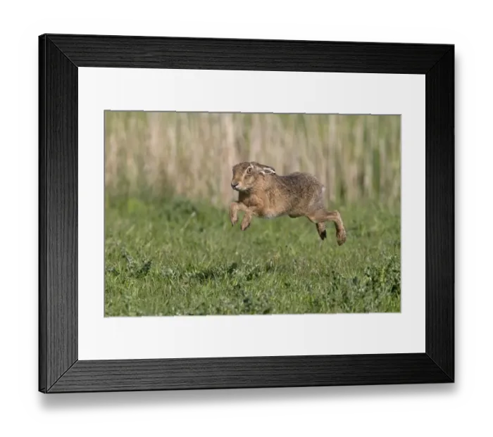 Framed Print : European Hare (Lepus europaeus) adult, running in grass field, Suffolk, England, May