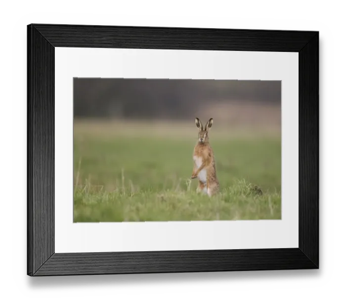 Framed Print : European Hare (Lepus europaeus) adult male, standing in grass field on hind legs looking for females, Suffolk, England Framed Print : European Hare (Lepus europaeus) adult male, standing in grass field on hind legs looking for females, Suffolk, England