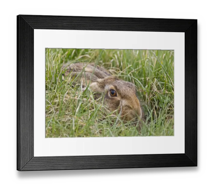 Framed Print : European Hare (Lepus europaeus) adult, resting in grass field, Suffolk, England, March Framed Print : European Hare (Lepus europaeus) adult, resting in grass field, Suffolk, England, March