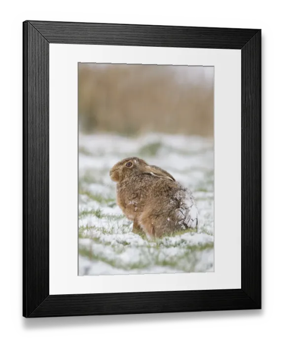Framed Print : European Hare (Lepus europaeus) adult, sitting in snow covered field, Suffolk, England, March