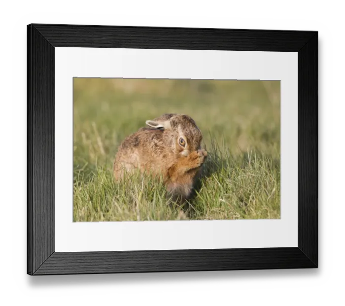 Framed Print : European Hare (Lepus europaeus) adult, grooming, sitting in grass field, Suffolk, England, March Framed Print : European Hare (Lepus europaeus) adult, grooming, sitting in grass field, Suffolk, England, March