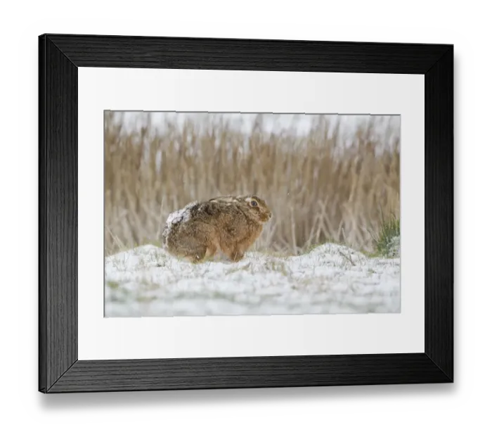 Framed Print : European Hare (Lepus europaeus) adult, standing in snow at edge of reeds, Suffolk, England, March Framed Print : European Hare (Lepus europaeus) adult, standing in snow at edge of reeds, Suffolk, England, March