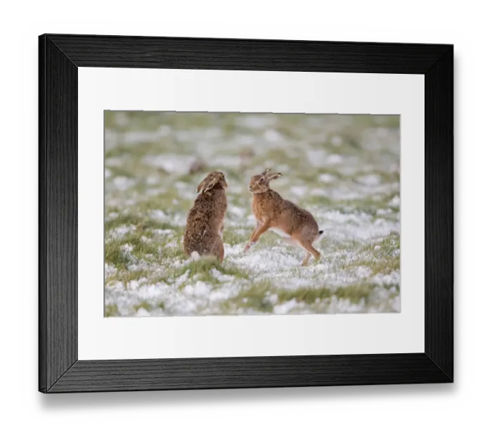Framed Print : European Hare (Lepus europaeus) adult pair, boxing, female fighting off male in partially snow covered field, Suffolk