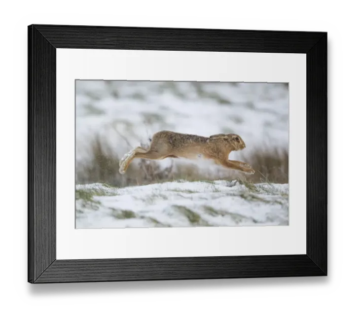 Framed Print : European Hare (Lepus europaeus) adult, running in snow covered grass field, Suffolk, England, March Framed Print : European Hare (Lepus europaeus) adult, running in snow covered grass field, Suffolk, England, March