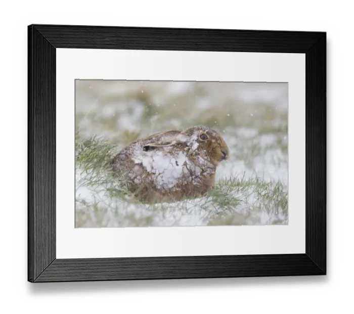 Framed Print : European Hare (Lepus europaeus) adult, resting in grass field during snowfall, Suffolk, England, March