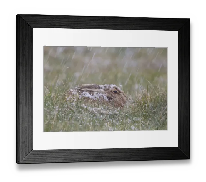 Framed Print : European Hare (Lepus europaeus) adult, resting in grass field during hail storm, Suffolk, England, March Framed Print : European Hare (Lepus europaeus) adult, resting in grass field during hail storm, Suffolk, England, March
