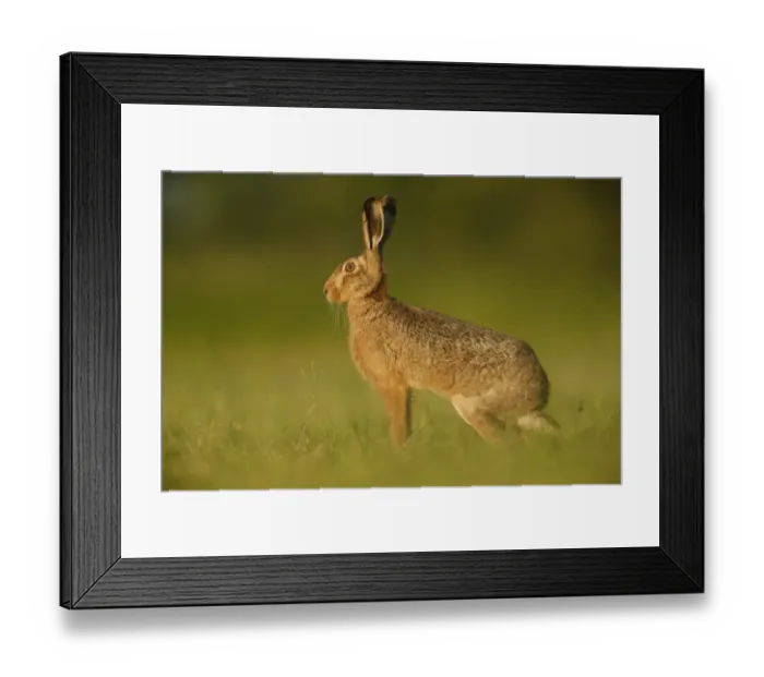 Framed Print : European Hare (Lepus europaeus) adult, standing alert in farmland, in evening sunlight, Norfolk, England, June Framed Print : European Hare (Lepus europaeus) adult, standing alert in farmland, in evening sunlight, Norfolk, England, June