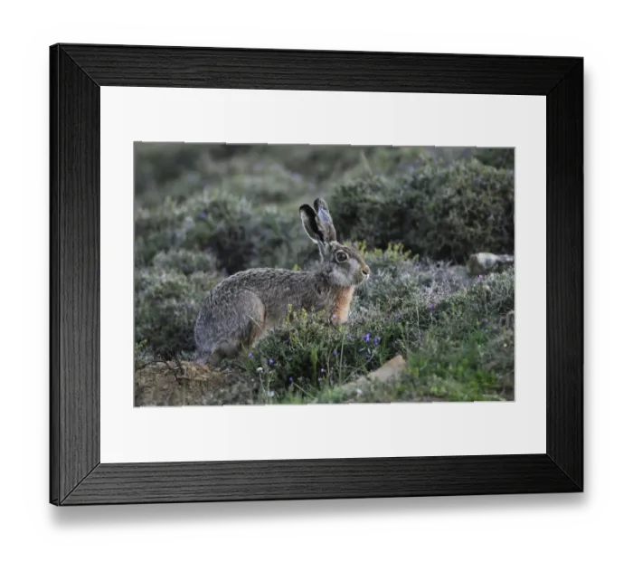 Framed Print : European Hare (Lepus europaeus) adult, feeding amongst upland phrygana scrubland, Lemnos, Greece, April Framed Print : European Hare (Lepus europaeus) adult, feeding amongst upland phrygana scrubland, Lemnos, Greece, April