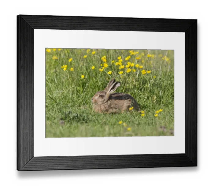 Framed Print : European Hare (Lepus europaeus) leveret, resting amongst flowering buttercups, Suffolk, England, June