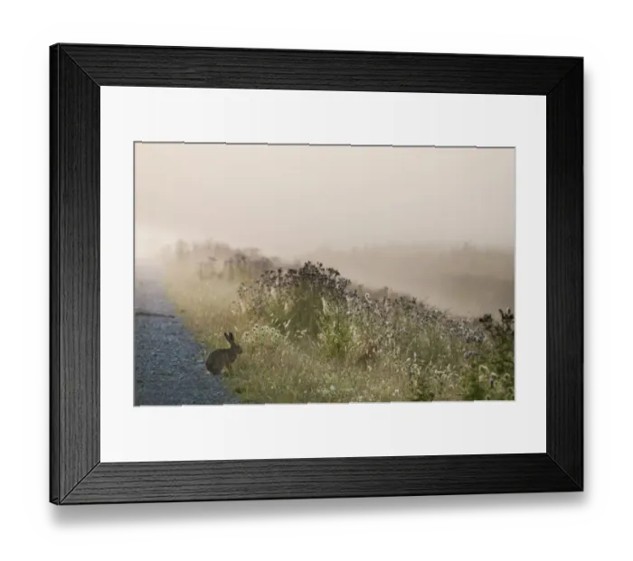 Framed Print : European Hare (Lepus europaeus) adult, sitting at edge of track in misty wetland habitat at sunrise Framed Print : European Hare (Lepus europaeus) adult, sitting at edge of track in misty wetland habitat at sunrise