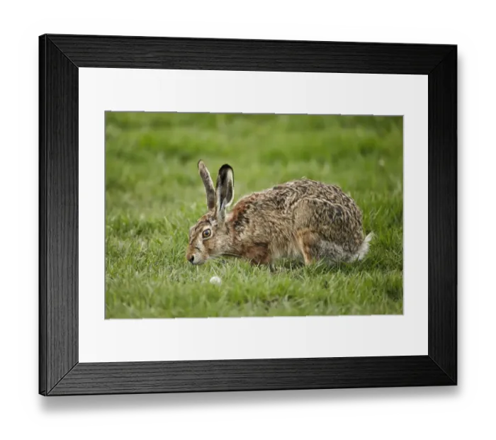 Framed Print : European Hare (Lepus europaeus) introduced species, adult, feeding on grass, Torres del Paine N. P Framed Print : European Hare (Lepus europaeus) introduced species, adult, feeding on grass, Torres del Paine N. P