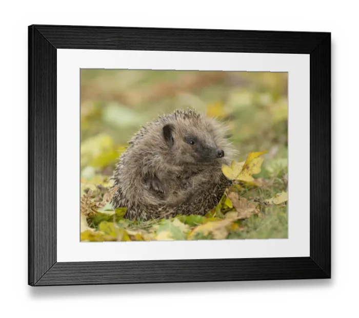 Framed Print : European Hedgehog (Erinaceus europaeus) adult, uncurling from defensive ball amongst fallen leaves, Sussex, England Framed Print : European Hedgehog (Erinaceus europaeus) adult, uncurling from defensive ball amongst fallen leaves, Sussex, England