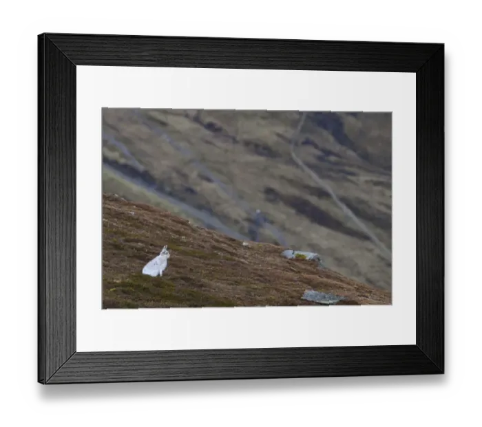 Framed Print : Mountain Hare (Lepus timidus) adult, in white winter coat, conspicuous on moorland habitat due to absence of snow Framed Print : Mountain Hare (Lepus timidus) adult, in white winter coat, conspicuous on moorland habitat due to absence of snow