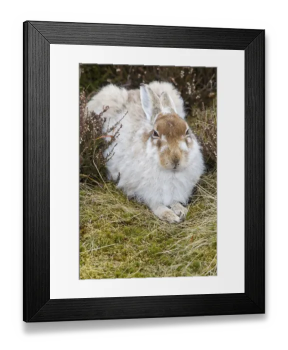Framed Print : Mountain Hare Lepus timidus adult, moulting winter coat, resting amongst heather on moorland, Lammermuir Hills Framed Print : Mountain Hare Lepus timidus adult, moulting winter coat, resting amongst heather on moorland, Lammermuir Hills