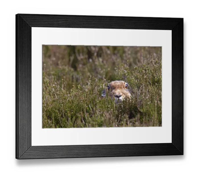 Framed Print : Mountain Hare (Lepus timidus) adult, summer coat, resting amongst heather on moorland, Lammermuir Hills Framed Print : Mountain Hare (Lepus timidus) adult, summer coat, resting amongst heather on moorland, Lammermuir Hills