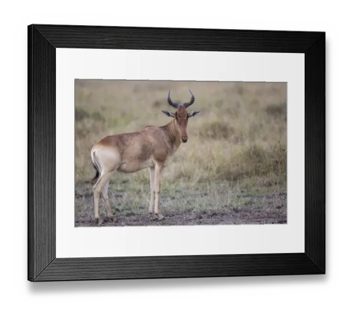 Framed Print : Cokes Hartebeest (Alcelaphus buselaphus cokii) adult male, standing in savannah, Masai Mara National Reserve, Kenya Framed Print : Cokes Hartebeest (Alcelaphus buselaphus cokii) adult male, standing in savannah, Masai Mara National Reserve, Kenya