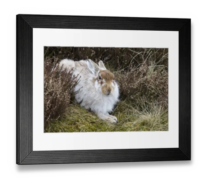 Framed Print : Mountain Hare Lepus timidus adult, moulting winter coat, resting amongst heather on moorland, Lammermuir Hills Framed Print : Mountain Hare Lepus timidus adult, moulting winter coat, resting amongst heather on moorland, Lammermuir Hills