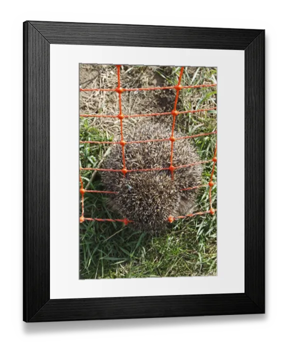 Framed Print : European Hedgehog (Erinaceus europaeus) dead adult, trapped in electric rabbit fence at edge of arable field, Bacton Framed Print : European Hedgehog (Erinaceus europaeus) dead adult, trapped in electric rabbit fence at edge of arable field, Bacton