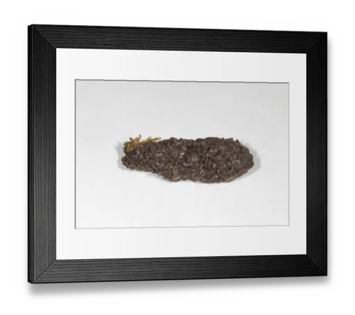 Framed Print : European Hedgehog (Erinaceus europaeus) dropping Framed Print : European Hedgehog (Erinaceus europaeus) dropping