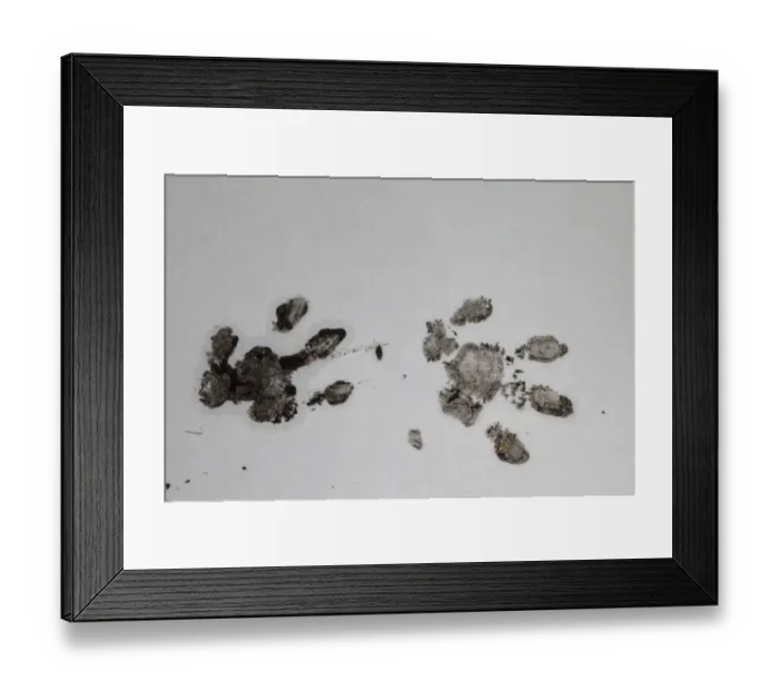 Framed Print : European Hedgehog (Erinaceus europaeus) footprints Framed Print : European Hedgehog (Erinaceus europaeus) footprints