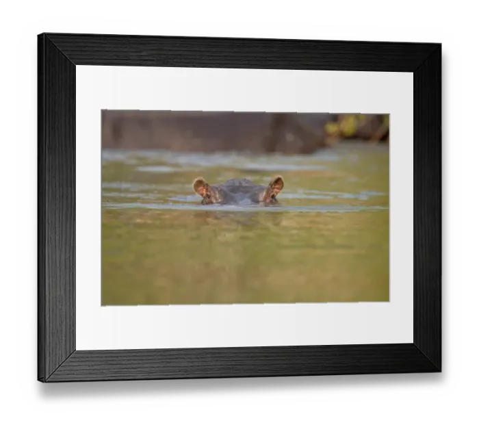 Framed Print : Hippopotamus (Hippopotamus amphibius) adult, submerged with eyes and ears just above surface, Kafue N. P Framed Print : Hippopotamus (Hippopotamus amphibius) adult, submerged with eyes and ears just above surface, Kafue N. P