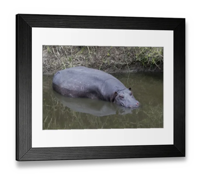 Framed Print : Hippopotamus (Hippopotamus amphibius) adult, resting in river, Talek River, Masai Mara National Reserve, Kenya, August Framed Print : Hippopotamus (Hippopotamus amphibius) adult, resting in river, Talek River, Masai Mara National Reserve, Kenya, August