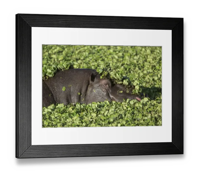 Framed Print : Hippopotamus (Hippopotamus amphibius) adult, close-up of head, in water amongst water lettuce Framed Print : Hippopotamus (Hippopotamus amphibius) adult, close-up of head, in water amongst water lettuce