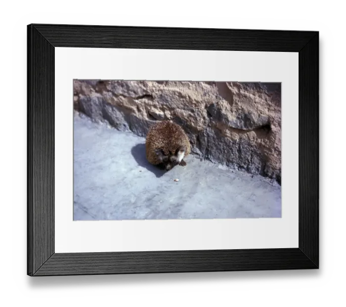 Framed Print : Desert Hedgehog (Paraechinus aethiopicus) Beside wall Framed Print : Desert Hedgehog (Paraechinus aethiopicus) Beside wall