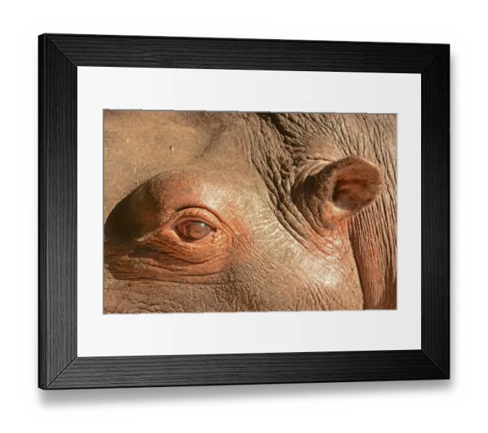 Framed Print : Hippopotamus (Hippopotamus amphibius) adult, close-up of eye and ear, Kafue N. P. Zambia, September Framed Print : Hippopotamus (Hippopotamus amphibius) adult, close-up of eye and ear, Kafue N. P. Zambia, September