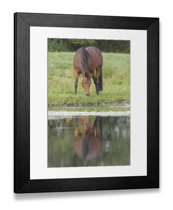 Framed Print : Horse, Thoroughbred, adult, grazing at edge of lake with reflection, West Yorkshire, England, September Framed Print : Horse, Thoroughbred, adult, grazing at edge of lake with reflection, West Yorkshire, England, September