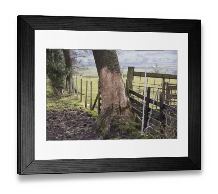 Framed Print : Horse, feeding damage, bark bitten tree trunk at edge of pasture, Chipping, Lancashire, England, February Framed Print : Horse, feeding damage, bark bitten tree trunk at edge of pasture, Chipping, Lancashire, England, February
