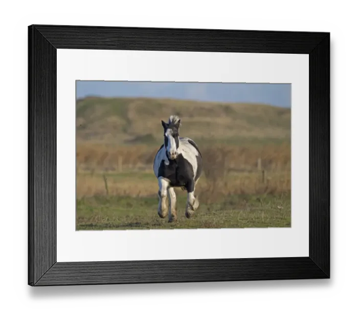 Framed Print : Horse, Irish Cob (Gypsy Pony), adult, galloping in pasture, Norfolk, England, December Framed Print : Horse, Irish Cob (Gypsy Pony), adult, galloping in pasture, Norfolk, England, December