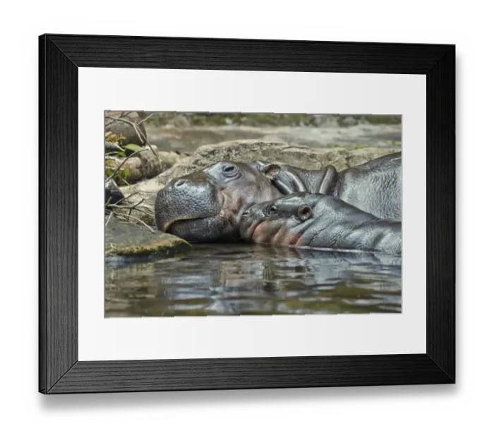 Framed Print : Pygmy Hippopotamus (Choeropsis liberiensis) adult female with baby, resting in water, Singapore Zoo Framed Print : Pygmy Hippopotamus (Choeropsis liberiensis) adult female with baby, resting in water, Singapore Zoo