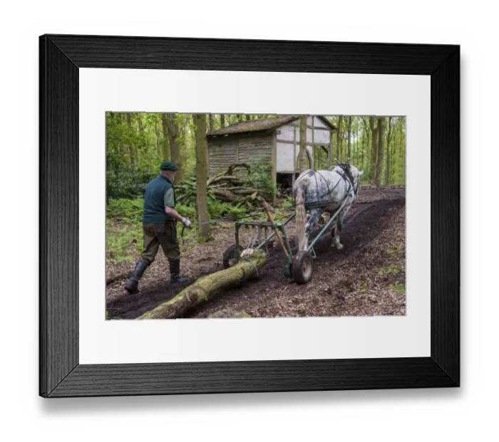 Framed Print : Horse, heavy horse, adult, used for forestry work, collecting logs in woodland, Staffordshire, England, May Framed Print : Horse, heavy horse, adult, used for forestry work, collecting logs in woodland, Staffordshire, England, May