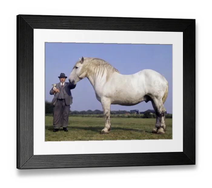Framed Print : Percheron Heavy Horse / 16 year old stallion / 18 1 / 2 hands / 2800 lbs Framed Print : Percheron Heavy Horse / 16 year old stallion / 18 1 / 2 hands / 2800 lbs