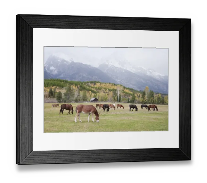 Framed Print : Mules (male donkey x female horse) and Horses, herd, grazing in pasture, with mountains in background, Grand Teton N. P Framed Print : Mules (male donkey x female horse) and Horses, herd, grazing in pasture, with mountains in background, Grand Teton N. P
