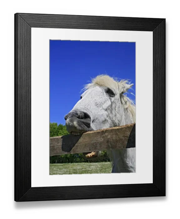 Framed Print : Horse, Pony, grey adult, close-up of head, crib-biting and windsucking, biting wooden fence railing, Stowmarket Framed Print : Horse, Pony, grey adult, close-up of head, crib-biting and windsucking, biting wooden fence railing, Stowmarket