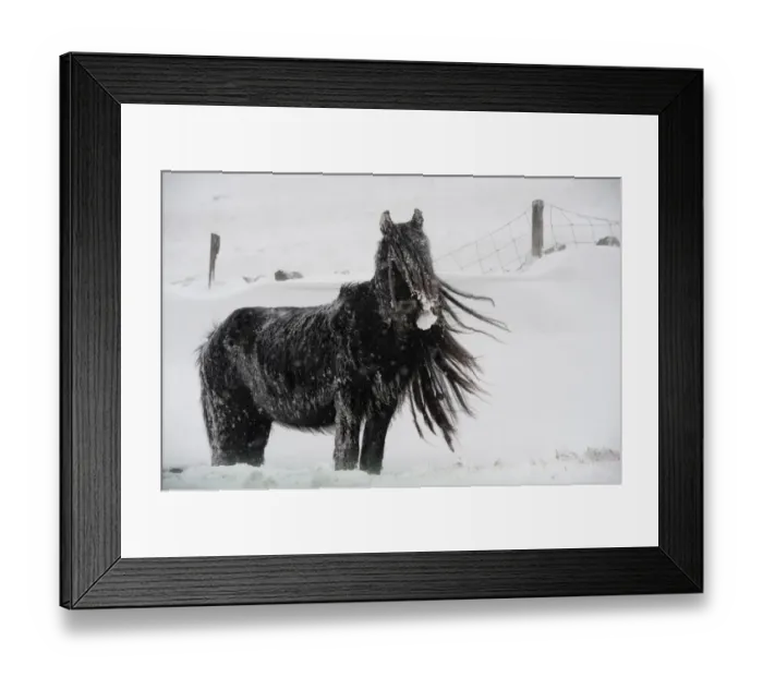 Framed Print : Horse, Fell Pony, adult, standing on snow covered moorland during snowstorm, Cumbria, England, March Framed Print : Horse, Fell Pony, adult, standing on snow covered moorland during snowstorm, Cumbria, England, March