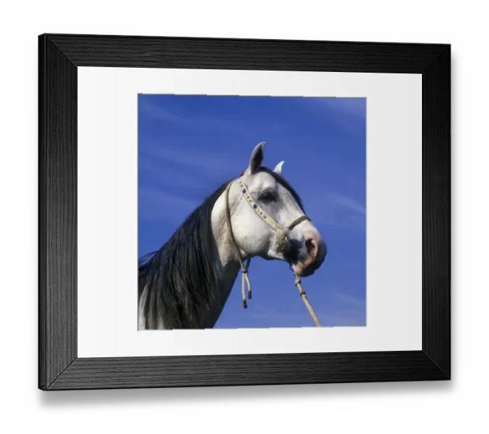 Framed Print : Horse - Arab Close-up of grey stallions head / halter Framed Print : Horse - Arab Close-up of grey stallions head / halter