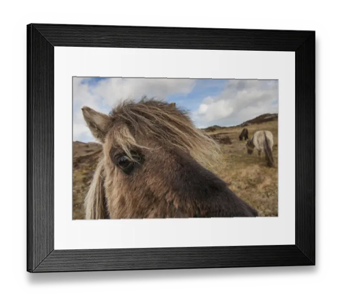Framed Print : Horse, Eriskay Pony, mare, close-up of head, in moorland, South Uist, Outer Hebrides, Scotland, May Framed Print : Horse, Eriskay Pony, mare, close-up of head, in moorland, South Uist, Outer Hebrides, Scotland, May