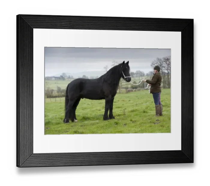 Framed Print : Horse, Dales Pony stallion, standing in pasture, on halter held by woman, Cumbria, England, November Framed Print : Horse, Dales Pony stallion, standing in pasture, on halter held by woman, Cumbria, England, November