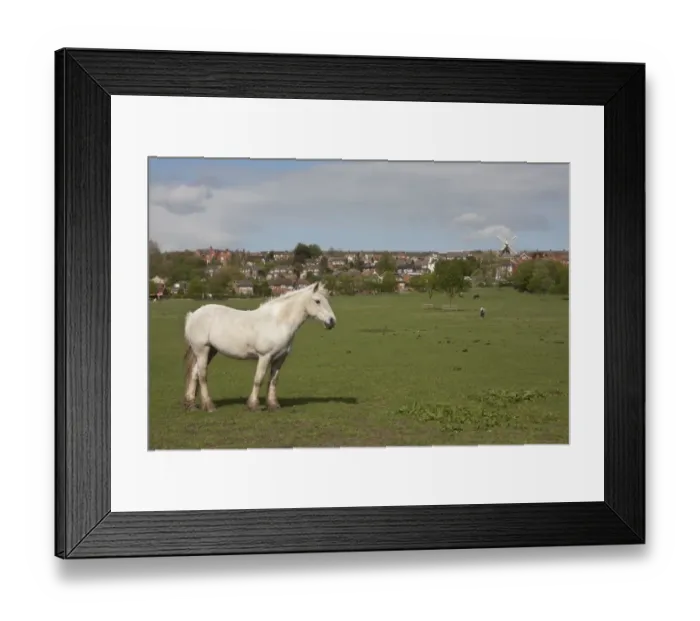 Framed Print : Horse, ponies grazing on pasture at edge of town, Ellis Mill, Lincoln, Lincolnshire, England, May Framed Print : Horse, ponies grazing on pasture at edge of town, Ellis Mill, Lincoln, Lincolnshire, England, May