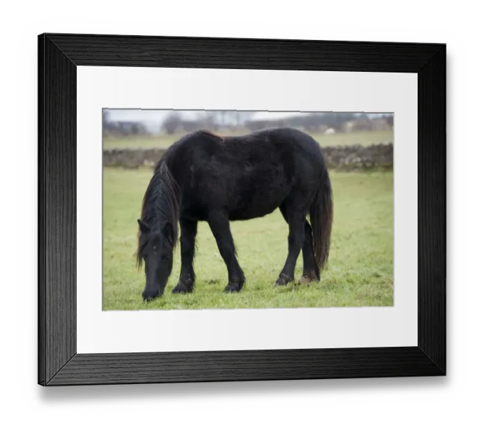 Framed Print : Horse, Dales Pony adult, grazing in pasture, Cumbria, England, November Framed Print : Horse, Dales Pony adult, grazing in pasture, Cumbria, England, November