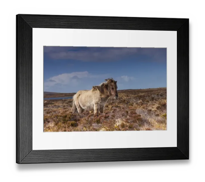 Framed Print : Horse, Eriskay Pony, mare, standing in moorland habitat, South Uist, Outer Hebrides, Scotland, May Framed Print : Horse, Eriskay Pony, mare, standing in moorland habitat, South Uist, Outer Hebrides, Scotland, May