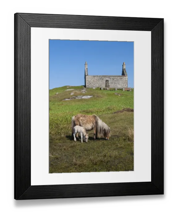 Framed Print : Horse, Eriskay Pony, mare with newborn colt, grazing in moorland habitat, with derelict crofter house in background Framed Print : Horse, Eriskay Pony, mare with newborn colt, grazing in moorland habitat, with derelict crofter house in background